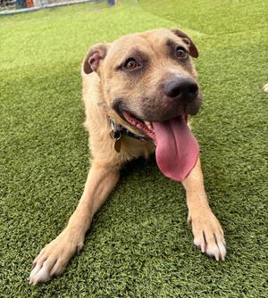 Special Delivery, Mixed Breed, adult, available for adoption