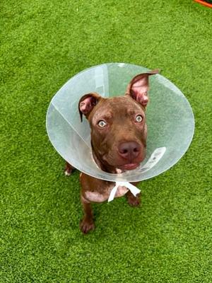 Princess, Mixed Breed, adult, available for adoption