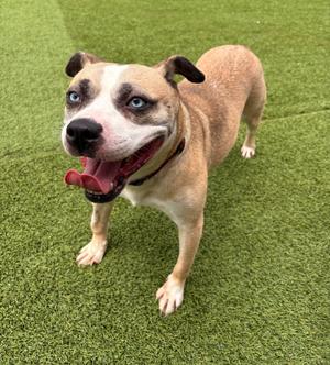 A brown and white dog with blue eyes standing on green artificial grass, looking up with its mouth open and tongue out.