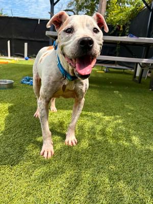 Geisha, Mixed Breed, senior, available for adoption