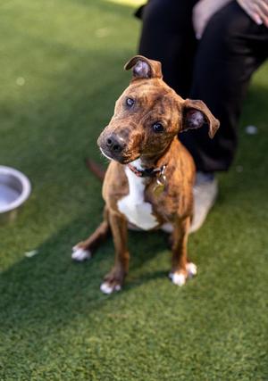 Roxy, Mixed Breed, adult, available for adoption