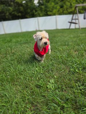 Pierre, Maltese, senior, available for adoption
