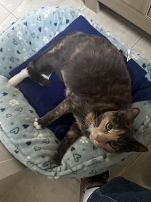 Claire4, adult, available for adoption