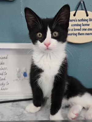 Cannoli, kitten, available for adoption
