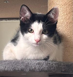 Argos, kitten, available for adoption