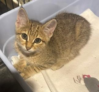 Bristol, kitten, available for adoption