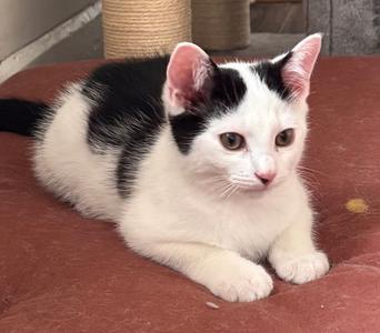 Cerberus, kitten, available for adoption