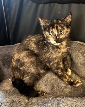 Agent 99, kitten, available for adoption