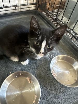 Bugsy2, kitten, available for adoption