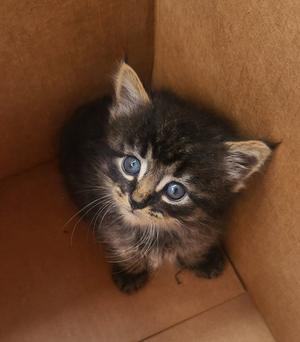 A small black and brown kitten with blue eyes sitting in a cardboard box.