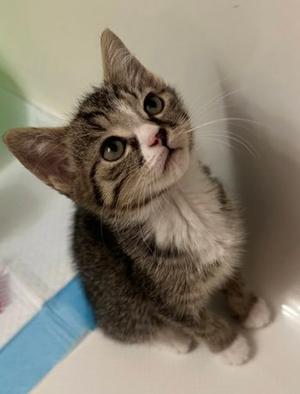 Bolero, kitten, available for adoption