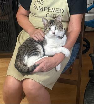 Clyde4, adult, available for adoption