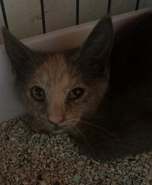 A close-up of a cat with a mix of brown and black fur, sitting on a bed of gravel-like material. The cat has large, expressive eyes and is looking directly at the camera. The background includes a white container and a black metal grid.