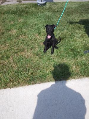 A black dog sitting on a grassy area, wearing a pink collar and attached to a green leash. The dog is on a concrete sidewalk with its shadow cast on the ground.