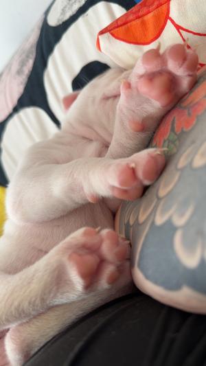 A close-up of a sleeping puppy with pink paws, resting on a patterned blanket.