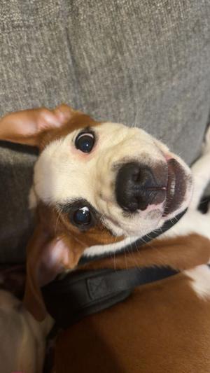Detour, Mixed Breed, puppy, available for adoption