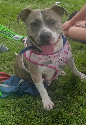 Jolene (Juicy), Mixed Breed, adult, available for adoption