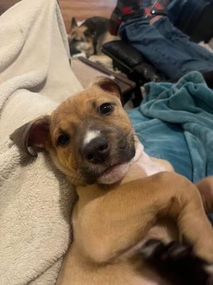 Fearless, Mixed Breed, puppy, available for adoption