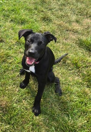 Joann, Mixed Breed, young, available for adoption