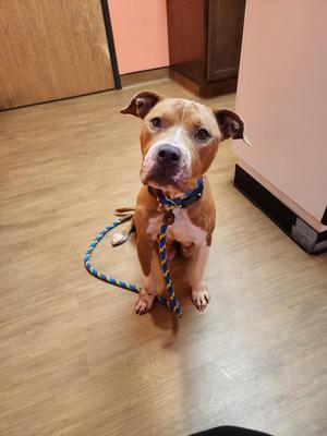 Honey Bee, Mixed Breed, adult, available for adoption
