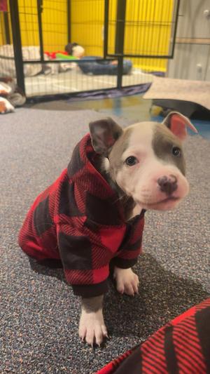 Checkers, Mixed Breed, puppy, available for adoption