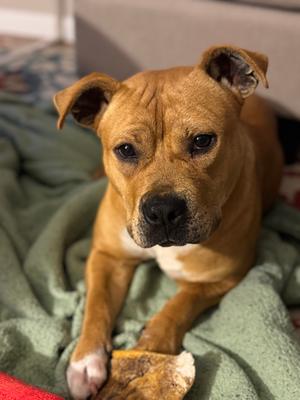 Celia, Mixed Breed, young, available for adoption