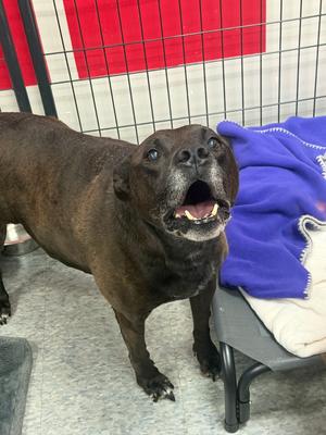 Callie, Labrador Retriever, senior, available for adoption