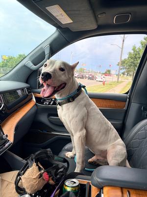 Kane, Mixed Breed, young, available for adoption