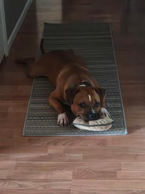 A brown dog lying on a patterned rug, chewing on a bone-shaped toy.