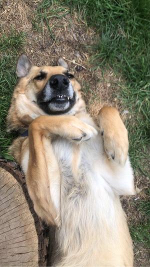 Happy Meal, German Shepherd Dog, adult, available for adoption