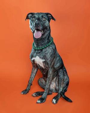 A black dog with a green collar sitting on an orange background.