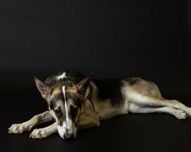 A German Shepherd dog lying down on a black background