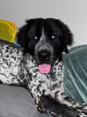 Giant panda, Newfoundland, adult, available for adoption