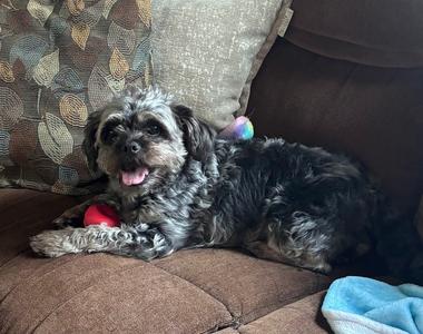 Bailey, Shih Tzu, adult, available for adoption