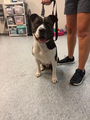 Hypno, Pit Bull Terrier, adult, available for adoption