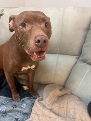 Coco Loco, Mixed Breed, senior, available for adoption