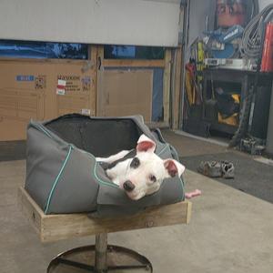 A white dog with black spots is lying in a gray dog bed on a wooden platform. The dog bed is placed in a garage with various items in the background.