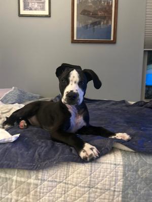 Griswald, Mixed Breed, young, available for adoption