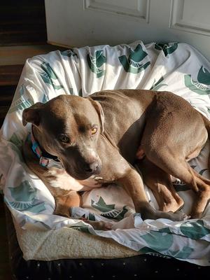 Jimmy, Mixed Breed, adult, available for adoption