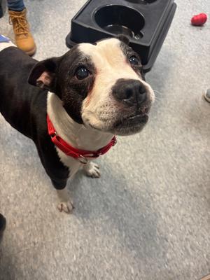 Chrysler, Mixed Breed, senior, available for adoption