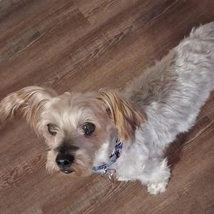 A small dog with long, light-colored fur standing on a wooden floor.