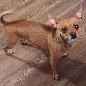 A small brown dog with large ears standing on a wooden floor.
