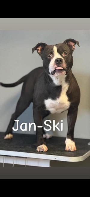 Jan-Ski, Pit Bull Terrier, adult, available for adoption