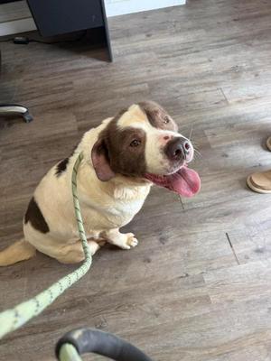 A brown and white dog sitting on a wooden floor, wearing a green leash and looking up with its tongue out.