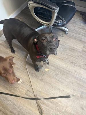 Hauss, Pit Bull Terrier, adult, available for adoption