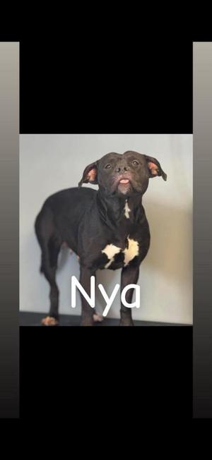 Nya, Pit Bull Terrier, young, available for adoption