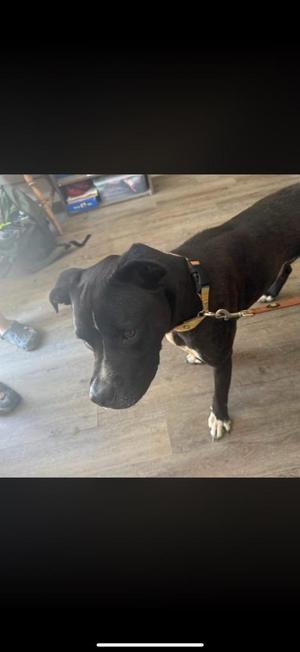 black dog standing on a wooden floor
