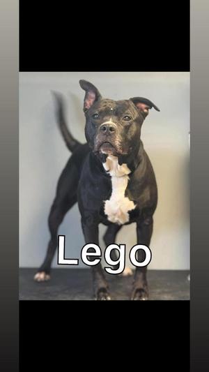 A black dog with a white patch on its chest standing on a surface with the word "Lego" written in white text in front of it.