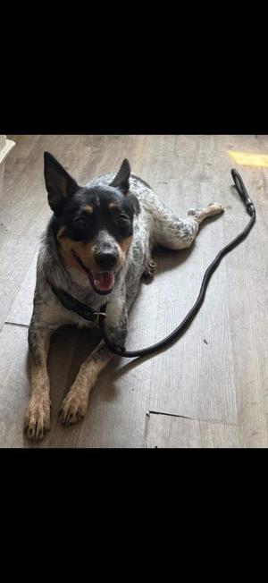 Laramie, Australian Cattle Dog / Blue Heeler / Australian Shepherd, young, available for adoption