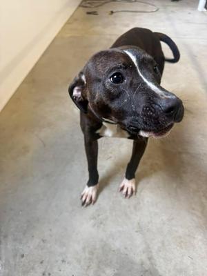 Jerry, Pit Bull Terrier, young, available for adoption